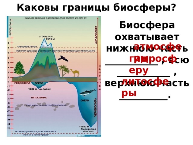 Каковы границы биосферы? Биосфера охватывает нижнюю часть ___________ , всю ___________ , верхнюю часть __________. атмосферы гидросферу литосферы 