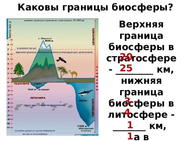 Каковы границы биосферы? Верхняя граница биосферы в стратосфере - ________ км, нижняя граница биосферы в литосфере - _______ км, а в гидросфере - ___ км. 20 - 25 3 - 4 11 