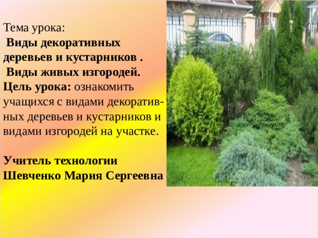   Тема урока:   Виды декоративных  деревьев и кустарников .  Виды живых изгородей.  Цель урока: ознакомить  учащихся с видами декоратив-  ных деревьев и кустарников и  видами изгородей на участке.   Учитель технологии  Шевченко Мария Сергеевна     