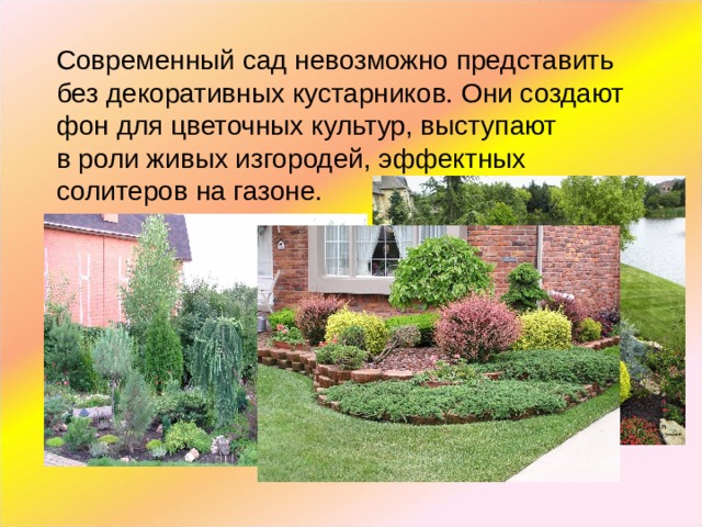Современный сад невозможно представить без декоративных кустарников. Они создают фон для цветочных культур, выступают в роли живых изгородей, эффектных солитеров на газоне. 