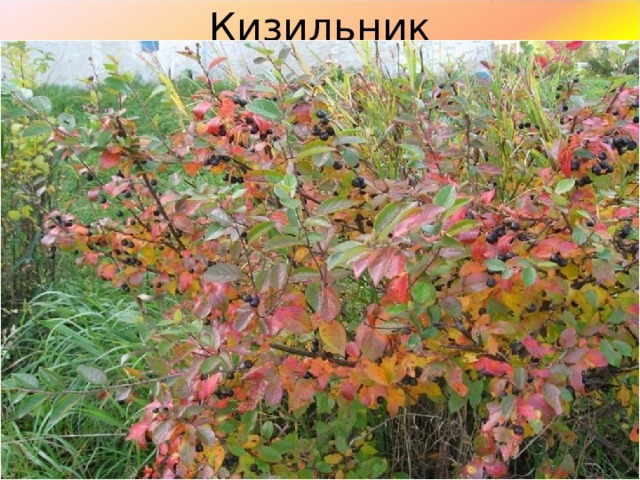 Кизильник 