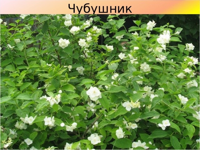 Чубушник 