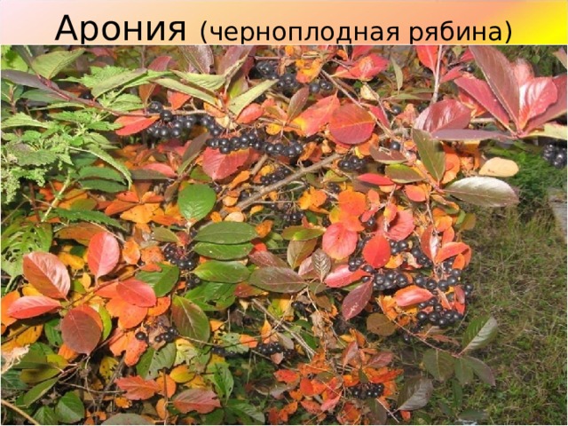 Арония (черноплодная рябина) 