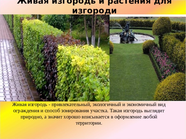 Живая изгородь и растения для изгороди Живая изгородь - привлекательный, экологичный и экономичный вид ограждения и способ зонирования участка. Такая изгородь выглядит природно, а значит хорошо вписывается в оформление любой территории. 