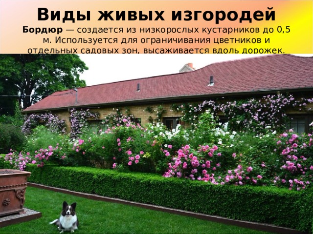 Виды живых изгородей  Бордюр  — создается из низкорослых кустарников до 0,5 м. Используется для ограничивания цветников и отдельных садовых зон, высаживается вдоль дорожек. 