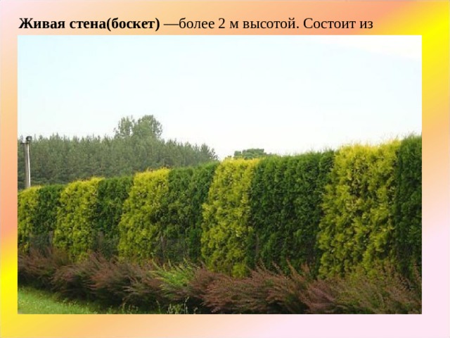 Живая стена(боскет)  —более 2 м высотой. Состоит из сильных деревьев с густыми ветвями, создающими тень и надежную защиту участка. Если ограждение на участке уже существует,его можно спрятать за быстрорастущими лианами: девичий виноград, хмель, жимолости разных видов,плетистые розы и клематисы, кампсис. 