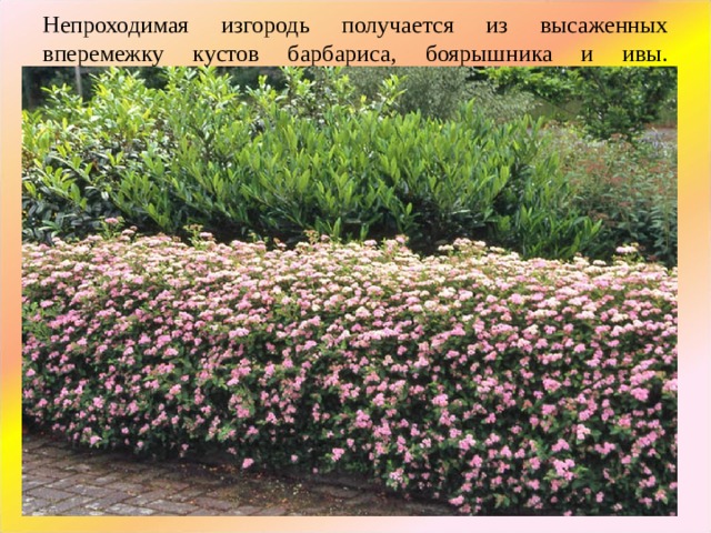 Непроходимая изгородь получается из высаженных вперемежку кустов барбариса, боярышника и ивы. Переплетаясь ветвями, за 2-3 года такой забор превратится в непреодолимую преграду и для людей и даже для животных.   