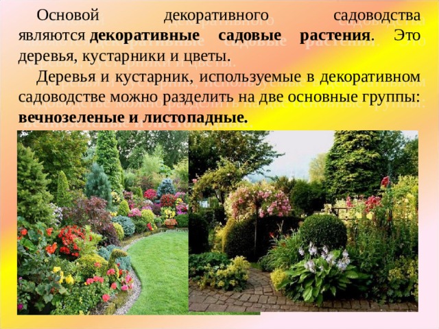 Основой декоративного садоводства являются  декоративные садовые растения . Это деревья, кустарники и цветы. Деревья и кустарник, используемые в декоративном садоводстве можно разделить на две основные группы: вечнозеленые и листопадные.  