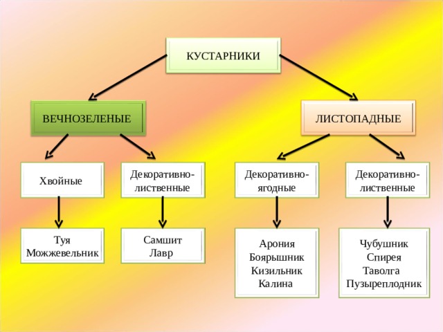 КУСТАРНИКИ ВЕЧНОЗЕЛЕНЫЕ ЛИСТОПАДНЫЕ Декоративно-ягодные Декоративно-лиственные Хвойные Декоративно-лиственные Арония Боярышник Кизильник Калина Самшит Лавр Туя Можжевельник Чубушник Спирея Таволга Пузыреплодник 