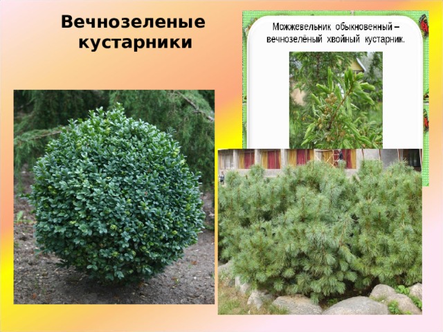 Вечнозеленые кустарники 