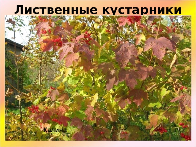 Лиственные кустарники Калина  