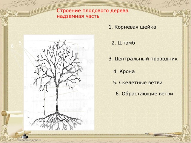 Строение плодового дерева надземная часть 1. Корневая шейка 5 2. Штамб 6 3. Центральный проводник 4 4. Крона 5. Скелетные ветви 3 6. Обрастающие ветви 2 1 