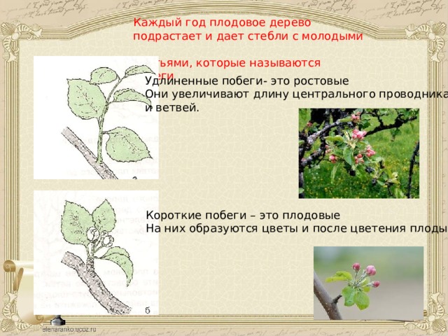 Каждый год плодовое дерево подрастает и дает стебли с молодыми листьями, которые называются побеги Удлиненные побеги- это ростовые Они увеличивают длину центрального проводника и ветвей. Короткие побеги – это плодовые На них образуются цветы и после цветения плоды 