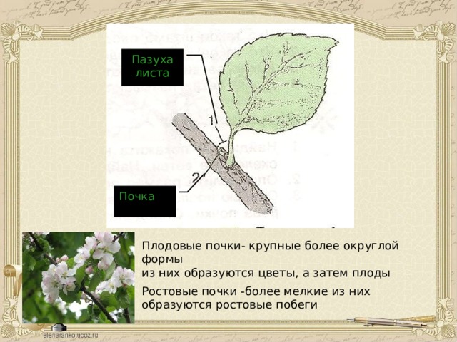 Пазуха листа Почка Плодовые почки- крупные более округлой формы из них образуются цветы, а затем плоды Ростовые почки -более мелкие из них образуются ростовые побеги 