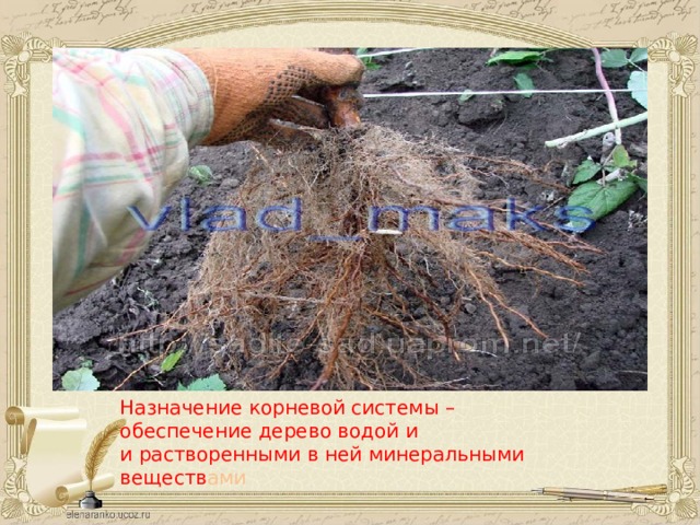 Назначение корневой системы – обеспечение дерево водой и и растворенными в ней минеральными веществ ами 