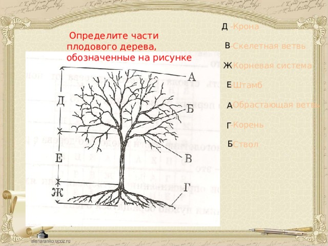 -Крона Д -Скелетная ветвь -Корневая система -Штамб -Обрастающая ветвь -Корень -Ствол  Определите части плодового дерева, обозначенные на рисунке В Ж Е А Г Б 