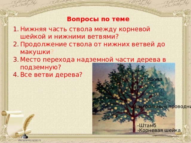 Вопросы по теме Нижняя часть ствола между корневой шейкой и нижними ветвями? Продолжение ствола от нижних ветвей до макушки ? Место перехода надземной части дерева в подземную? Все ветви дерева? Крона Центральный проводник -Штамб -Корневая шейка 