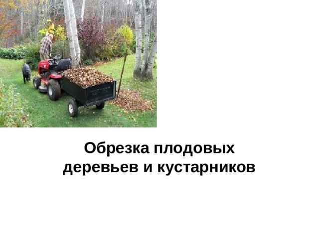 Обрезка плодовых деревьев и кустарников 