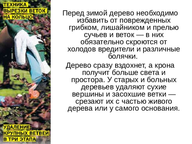 Перед зимой дерево необходимо избавить от поврежденных грибком, лишайником и прелью сучьев и веток — в них обязательно скроются от холодов вредители и различные болячки. Дерево сразу вздохнет, а крона получит больше света и простора. У старых и больных деревьев удаляют сухие вершины и засохшие ветки — срезают их с частью живого дерева или у самого основания.   