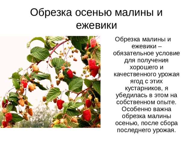 Обрезка осенью малины и ежевики Обрезка малины и ежевики – обязательное условие для получения хорошего и качественного урожая ягод с этих кустарников, я убедилась в этом на собственном опыте. Особенно важна обрезка малины осенью, после сбора последнего урожая.   