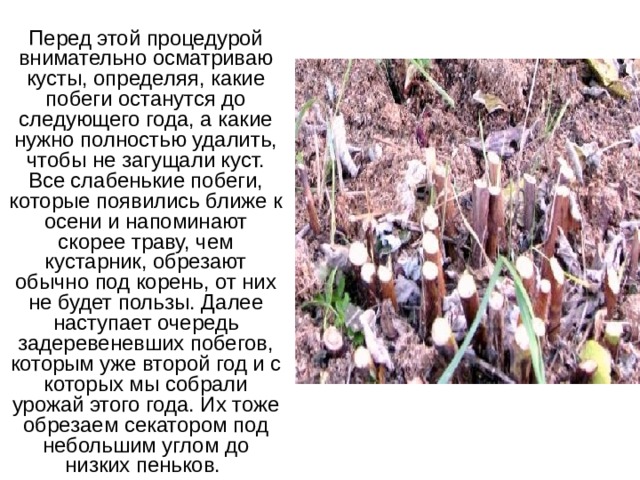  Перед этой процедурой внимательно осматриваю кусты, определяя, какие побеги останутся до следующего года, а какие нужно полностью удалить, чтобы не загущали куст. Все слабенькие побеги, которые появились ближе к осени и напоминают скорее траву, чем кустарник, обрезают обычно под корень, от них не будет пользы. Далее наступает очередь задеревеневших побегов, которым уже второй год и с которых мы собрали урожай этого года. Их тоже обрезаем секатором под небольшим углом до низких пеньков. 