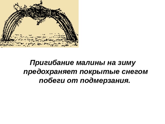 Пригибание малины на зиму предохраняет покрытые снегом побеги от подмерзания.  