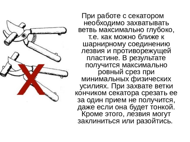 При работе с секатором необходимо захватывать ветвь максимально глубоко, т.е. как можно ближе к шарнирному соединению лезвия и противорежущей пластине. В результате получится максимально ровный срез при минимальных физических усилиях. При захвате ветки кончиком секатора срезать ее за один прием не получится, даже если она будет тонкой. Кроме этого, лезвия могут заклиниться или разойтись. 