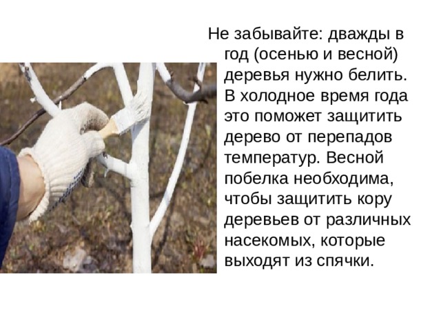 Не забывайте: дважды в год (осенью и весной) деревья нужно белить. В холодное время года это поможет защитить дерево от перепадов температур. Весной побелка необходима, чтобы защитить кору деревьев от различных насекомых, которые выходят из спячки. 