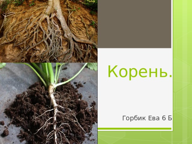 Корень. Горбик Ева 6 Б 