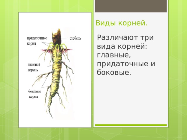 Виды корней. Различают три вида корней: главные, придаточные и боковые. 