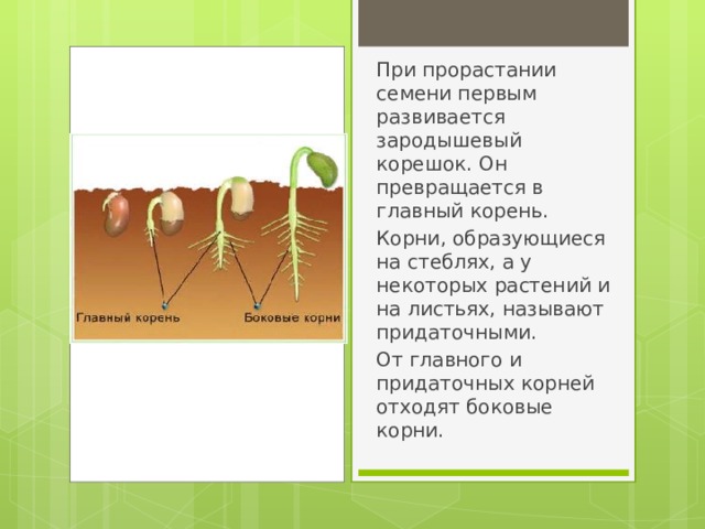 При прорастании семени первым развивается зародышевый корешок. Он превращается в главный корень. Корни, образующиеся на стеблях, а у некоторых растений и на листьях, называют придаточными. От главного и придаточных корней отходят боковые корни. 