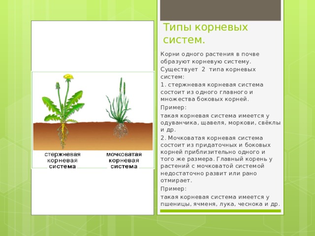 Типы корневых систем. Корни одного растения в почве образуют корневую систему. Существует 2 типа корневых систем: 1. стержневая корневая система состоит из одного главного и множества боковых корней. Пример: такая корневая система имеется у одуванчика, щавеля, моркови, свёклы и др. 2. Мочковатая корневая система состоит из придаточных и боковых корней приблизительно одного и того же размера. Главный корень у растений с мочковатой системой недостаточно развит или рано отмирает. Пример: такая корневая система имеется у пшеницы, ячменя, лука, чеснока и др. 