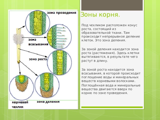 Зоны корня.    Вставка рисунка Под чехликом расположен конус роста, состоящий из образовательной ткани. Там происходит непрерывное деление клеток. Это зона деления. За зоной деления находится зона роста (растяжения). Здесь клетки вытягиваются, в результате чего растут в длину. За зоной роста находится зона всасывания, в которой происходит поглощение воды и минеральных веществ корневыми волосками. Поглощённая вода и минеральные вещества двигаются вверх по корню по зоне проведения. 