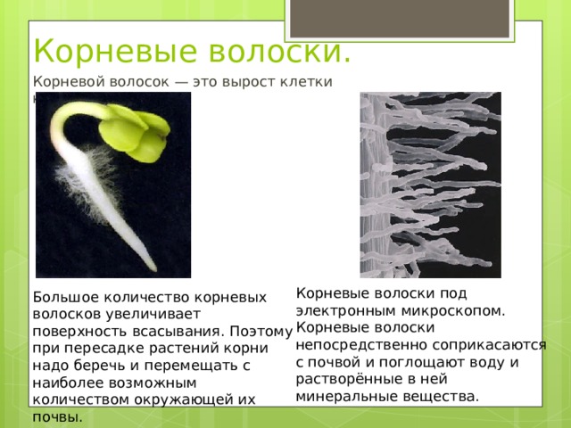 Корневые волоски. Корневой волосок — это вырост клетки корня. Корневые волоски под электронным микроскопом. Корневые волоски непосредственно соприкасаются с почвой и поглощают воду и растворённые в ней минеральные вещества. Большое количество корневых волосков увеличивает поверхность всасывания. Поэтому при пересадке растений корни надо беречь и перемещать с наиболее возможным количеством окружающей их почвы. 