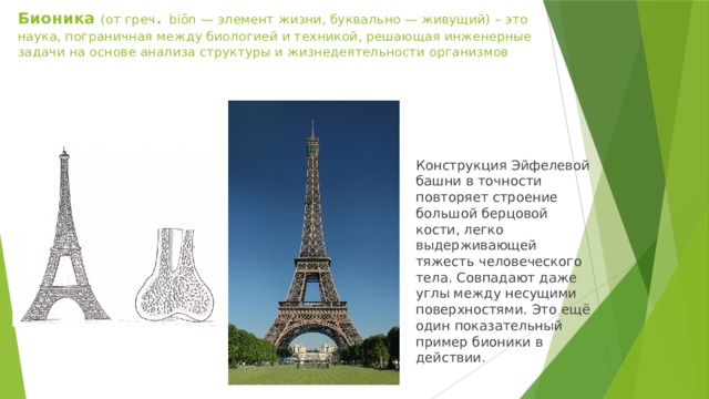 Бионика (от греч . biōn — элемент жизни, буквально — живущий) – это наука, пограничная между биологией и техникой, решающая инженерные задачи на основе анализа структуры и жизнедеятельности организмов Конструкция Эйфелевой башни в точности повторяет строение большой берцовой кости, легко выдерживающей тяжесть человеческого тела. Совпадают даже углы между несущими поверхностями. Это ещё один показательный пример бионики в действии. 