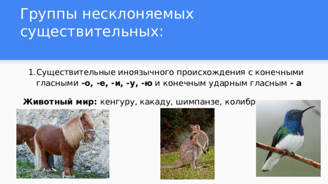 Группы несклоняемых существительных: Существительные иноязычного происхождения с конечными гласными -о, -е, -и, -у, -ю и конечным ударным гласным - а  Животный мир: кенгуру, какаду, шимпанзе, колибри, пони  
