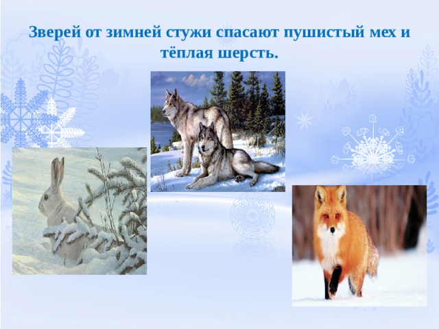 Зверей от зимней стужи спасают пушистый мех и тёплая шерсть. 