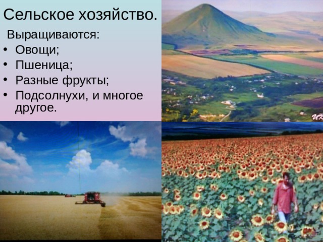 Сельское хозяйство.  Выращиваются: Овощи; Пшеница; Разные фрукты; Подсолнухи, и многое другое.  