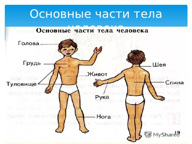 Основные части тела человека 