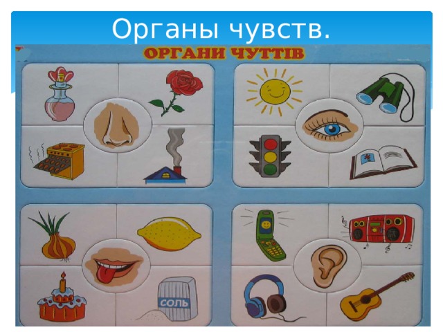 Органы чувств. 