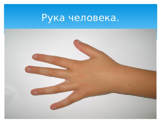 Рука человека. 