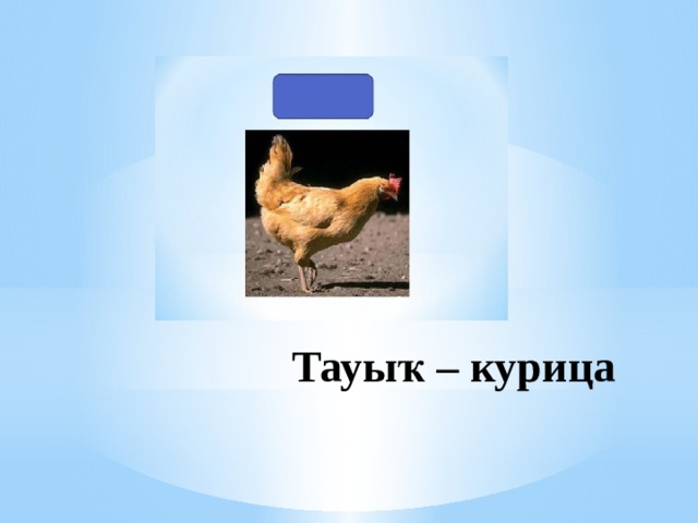 Тауыҡ – курица 