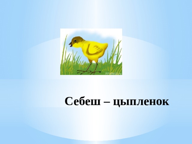 Себеш – цыпленок 