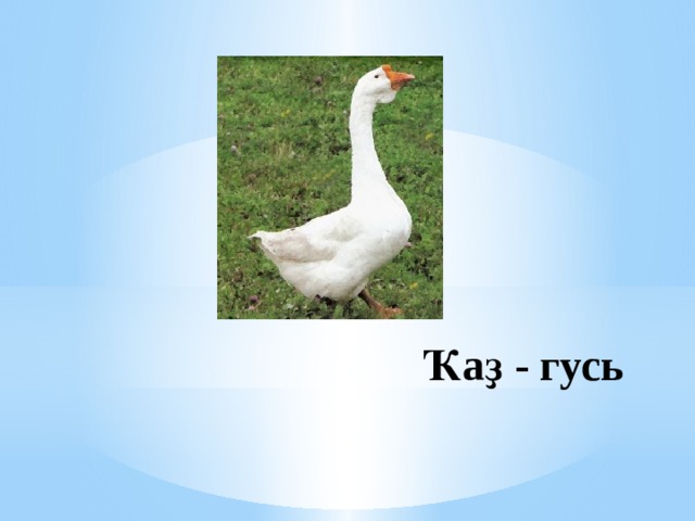 Ҡаҙ - гусь 