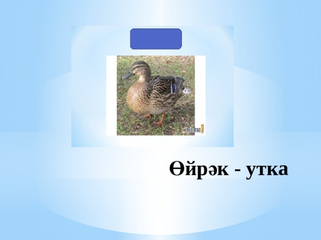 Өйрәк - утка 