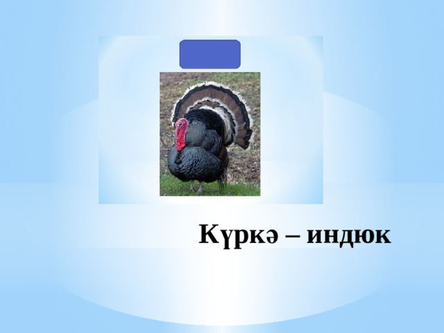 Күркә – индюк 