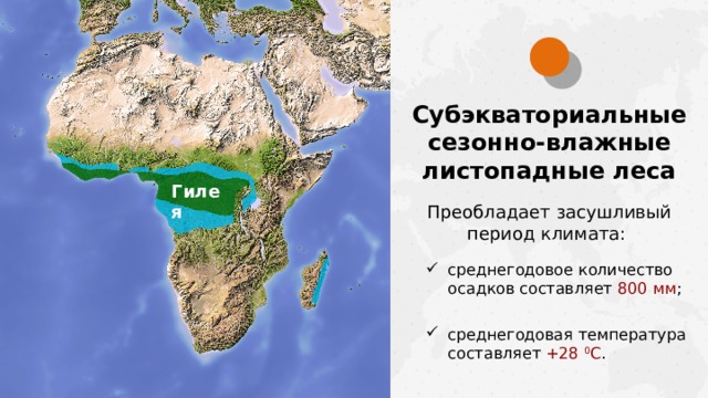 Субэкваториальные сезонно-влажные листопадные леса Гилея Преобладает засушливый период климата: среднегодовое количество осадков составляет 800 мм ; среднегодовая температура составляет +28 0 С .  