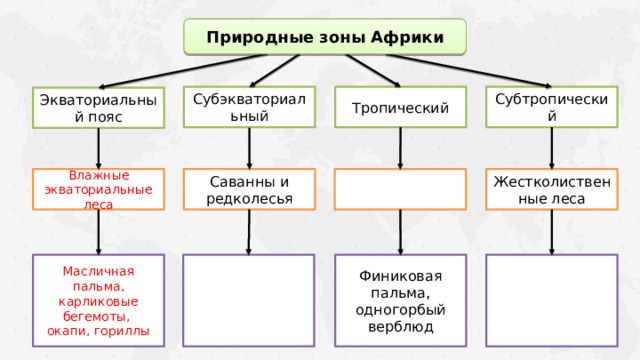 Природные зоны Африки Субэкваториальный Тропический Субтропический Экваториальный пояс Жестколиственные леса Саванны и редколесья Влажные экваториальные леса Финиковая пальма, одногорбый верблюд Масличная пальма, карликовые бегемоты, окапи, гориллы 