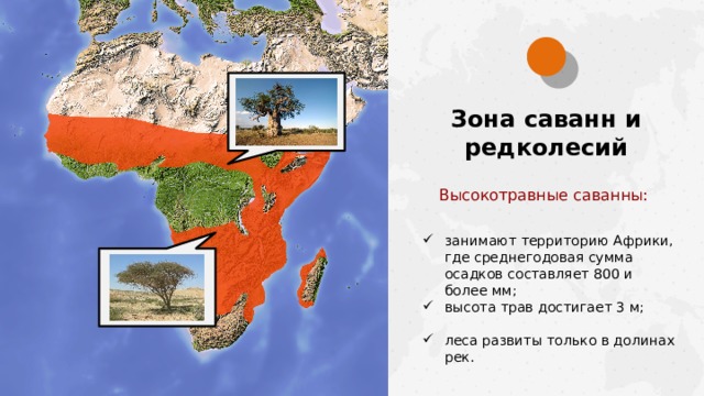 Зона саванн и редколесий Высокотравные саванны: занимают территорию Африки, где среднегодовая сумма осадков составляет 800 и более мм; высота трав достигает 3 м; леса развиты только в долинах рек.  