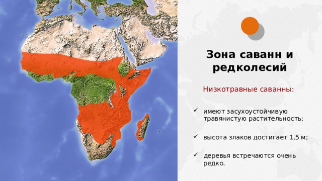 Зона саванн и редколесий Низкотравные саванны: имеют засухоустойчивую травянистую растительность; высота злаков достигает 1,5 м; деревья встречаются очень редко.  